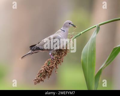 Eurasische Taube mit Kragen, Streptopelia Decocto, Fütterung von Samen auf einem sich hin bewegenden Zweig der Panicle mit Spikelets, Fuerteventura, Kanarische Insel, Spanien Stockfoto