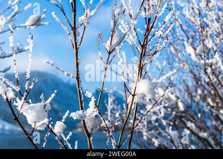Schneebedeckte Äste eines Busches am Ufer des Schliersees in Bayern Stockfoto