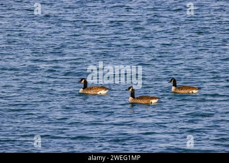 Die Kanadische Gans schwimmt im Winter als Gruppe im kalten Wasser eines Teichs Stockfoto