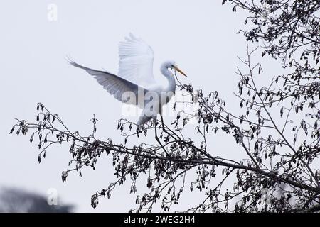 Great (White) (Common) Egret (Ardea alba) Landung im Baum Whitlingham CP Norfolk Januar 2024 Stockfoto