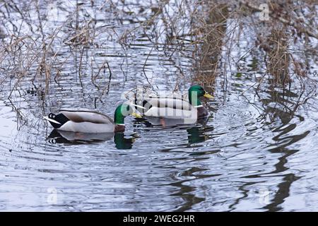 Stockenten (Anas platyrhynchos) zwei Drachen Whitlingham CP Norfolk Januar 2024 Stockfoto