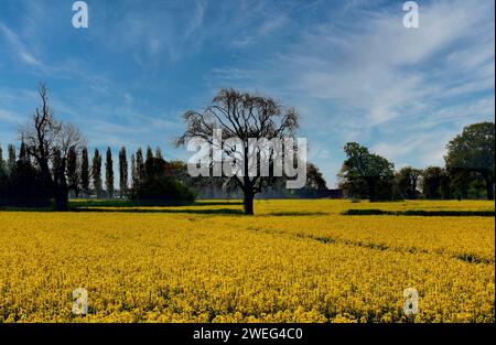 Rapsfeld, Vereinigtes Königreich Stockfoto