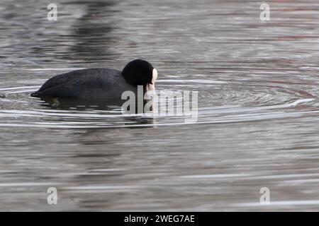 Harefield, Großbritannien. Januar 2024. Ein Huhn scheint zu lächeln, als er sich auf dem Grand Union Canal in Harefield im Londoner Stadtteil Hillingdon ernährt. Kredit: Maureen McLean/Alamy Stockfoto