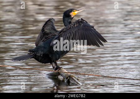 Harefield, Großbritannien. Januar 2024. Ein Kormoran auf einem Stück Metall im Grand Union Canal bei Harefield trocknet seine Flügel. Kredit: Maureen McLean/Alamy Stockfoto