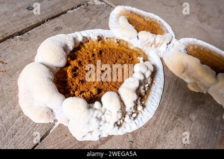Grosser Hausdestruktivpilz auf dem Boden des Wohngebäudes. Stockfoto