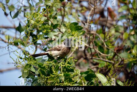 Rote, belüftete Bulbulbulbulbulbulbullen, die in einem Baum sitzen Stockfoto