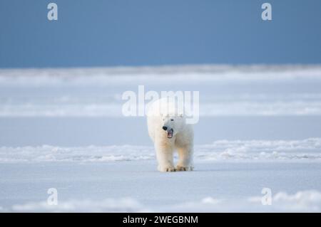 Eisbär, Ursus maritimus, nervöses erwachsenes Schwein gähnt, während es im frühen Herbst entlang der arktischen Küste geht, 1002 Gebiet des Arctic National Wildlife Refu Stockfoto