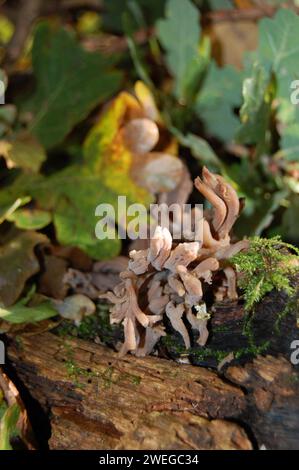 Wilde Pilze auf Waldboden Stockfoto