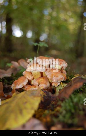 Wilde Pilze auf Waldboden Stockfoto