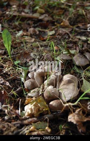 Wilde Pilze auf Waldboden Stockfoto