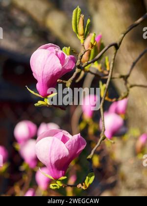 Violetter Magnolienbaum in voller Blüte. Zweig mit schönen Blumen. Frühling Natur Hintergrund im Park Stockfoto