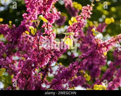 Nahaufnahme von lila blühenden Zweigen des judas-Baumes im Garten. Natur Hintergrund an einem warmen apriltag Stockfoto