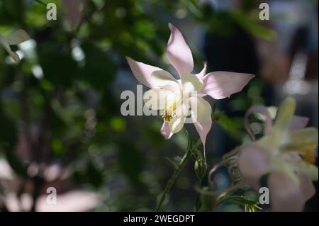 Aquilegia vulgaris Aquilegia Wasserspeise wächst im Garten und wird von hellem Sonnenlicht beleuchtet. Blühender Frühling Stockfoto