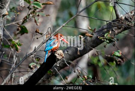 Weißer eisvogel, der in einem Baum sitzt Stockfoto