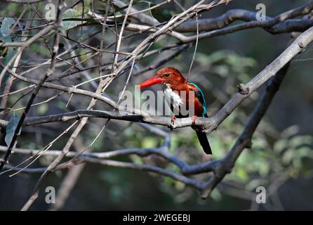 Weißer eisvogel, der in einem Baum sitzt Stockfoto