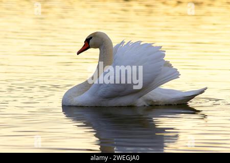 Wunderschöner weißer Schwan, der bei Sonnenaufgang auf der Seenoberfläche schwimmt, orange Reflexe Stockfoto