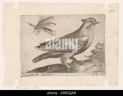 Pestvogel (Bombycilla Garrulus), Monogramm Miss (16. Jahrhundert), ca. 1580 - ca. 1590 Druck Pestvogel rechts. Links ein Heuschrecken. Papierätzung / Gravur Song-Birds: Böhmischer Wachsflügel. Insekten: Grasbehälter Stockfoto