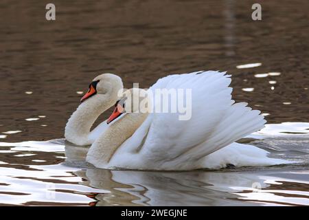 Stumme Schwäne Paare schwimmen auf Teich (Cygnus olor) Stockfoto