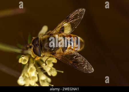 Eristalis tenax Familie Syrphidae Gattung Eristalis gewöhnliche Drohnenfliege wilde Natur Insektentapete, Bild, Fotografie Stockfoto