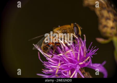 Eristalis tenax Familie Syrphidae Gattung Eristalis gewöhnliche Drohnenfliege wilde Natur Insektentapete, Bild, Fotografie Stockfoto