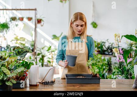 Blonde Frau mittleren Alters, die in ihrem Plant Store arbeitet, umgeben von einer Vielzahl von Farbtönen, die sich aufmerksam um verschiedene Pflanzen kümmert und ein lebendiges, schönes Leben schafft Stockfoto