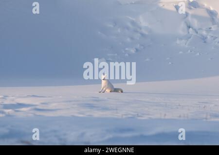 Ein ausgewachsener Polarfuchs, Alopex lagopus, mit seinem weißen Wintermantel, sitzt und ruht an der arktischen Küste, 1002 Küstenebene der arktischen AK Stockfoto