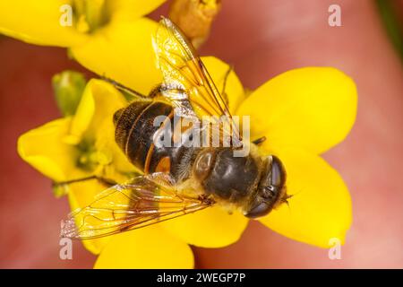 Eristalis tenax Familie Syrphidae Gattung Eristalis gewöhnliche Drohnenfliege wilde Natur Insektentapete, Bild, Fotografie Stockfoto