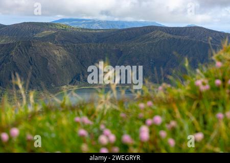 Landschaft der Insel Sao Miguel auf den Azoren mit einer Wiese aus rosa Blumen Stockfoto