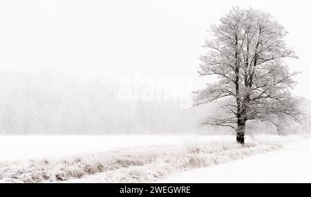 Ein einsamer Baum steht hoch vor einem Hintergrund von schneebedeckten Feldern Stockfoto