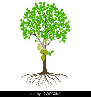 Jackfrucht-Baum mit Früchten und Wurzeln auf weißem Hintergrund. Stock Vektor