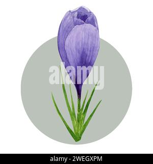 Frühlingsblume lila Krokus. Handgemalte Aquarellblume Illustration isoliert auf weißem Hintergrund. Designelement für Etikett, Paket, Postkarte, Zoll Stockfoto