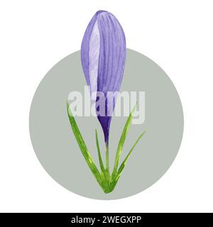Frühlingsblume lila Krokus. Handgemalte Aquarellblume Illustration isoliert auf weißem Hintergrund. Designelement für Etikett, Paket, Postkarte, Zoll Stockfoto