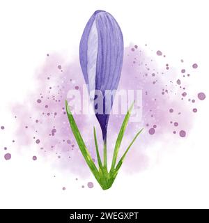 Frühlingsblume lila Krokus mit rosa Aquarell Spritzer Hintergrund. Handgemalte Aquarellblume. Designelement für Etikett, Paket, Stockfoto