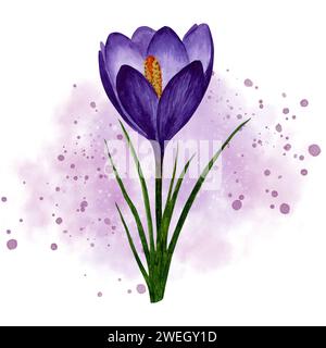 Frühlingsblume lila Krokus mit rosa Aquarell Spritzer Hintergrund. Handgemalte Aquarellblume. Designelement für Etikett, Paket, Stockfoto