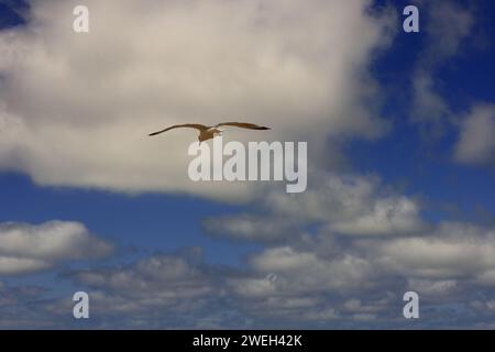 Blick auf eine Möwe in der Düne von Pilat in La Teste-de-Buch in der Arcachon Bay Area Stockfoto