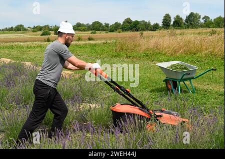 Ein Mann mäht das Gras mit einem elektrischen Rasenmäher und mäht das Gras zwischen den Lavendelbüschen. Stockfoto