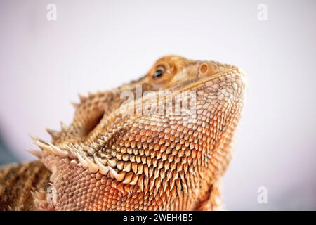 Makroaufnahme eines bärtigen Drachenbarts Stockfoto