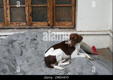 Der Hund liegt auf einem Sandhaufen Stockfoto