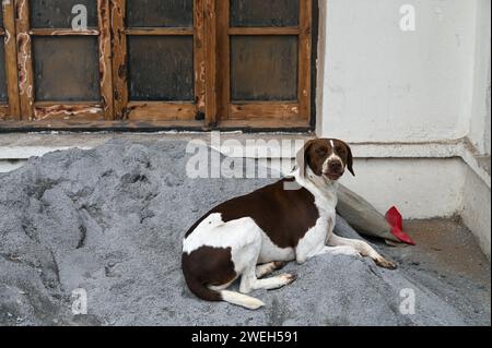 Der Hund liegt auf einem Sandhaufen 1 Stockfoto