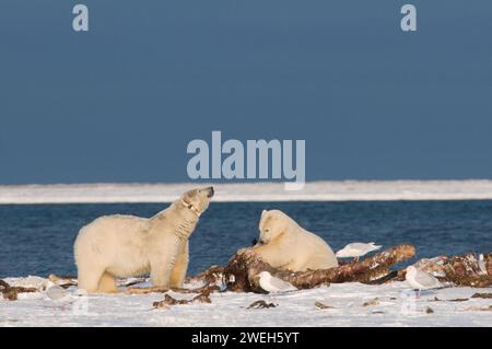 Eisbären Ursus maritimus-Kragensau mit großem Jungtier fangen einen Riesenwal, Balaena mysticetus, Knochen, die von den Inupiaq-Subsistenzwalern AK hinterlassen werden Stockfoto
