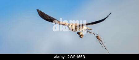 Falco Tinnunkulus fliegt und hat eine Maus in den Klauen, das beste Foto Stockfoto