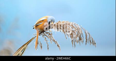 Wunderschöne Naturszene mit Bartpapagei Panurus biarmicus, während er bei kaltem Winterwetter auf einer Grashalme nach Futtersamen sucht. Die BBS Stockfoto