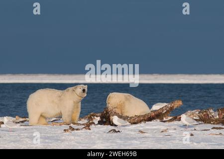 Eisbären Ursus maritimus-Kragensau mit großem Jungtier fangen einen Riesenwal, Balaena mysticetus, Knochen, die von den Inupiaq-Subsistenzwalern AK hinterlassen werden Stockfoto