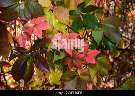 Rote Blätter einer wilden Weintraube. Herbstblätter von wilden Trauben mit verschwommenem Hintergrund. Herbsthintergrund. Selektiver Fokus. Stockfoto
