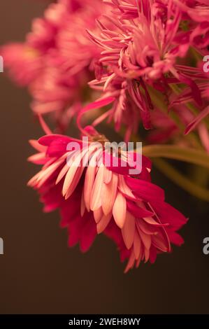 Eine herabhängende Gerbera Gänseblümchen in einer Vase. Stockfoto