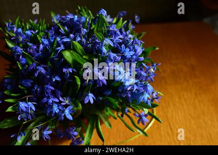 Strauß aus Schneeglöckchen in einer Keramikvase auf einem Holztisch im Morgenlicht der Sonne. Stockfoto