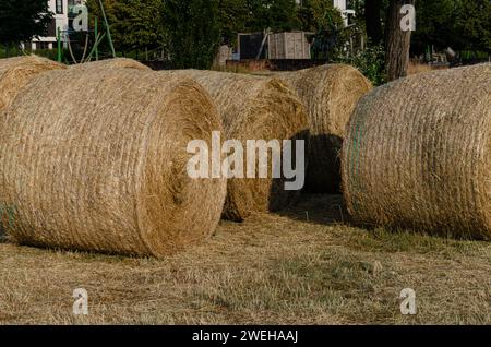 Die Heuballen trocknen auf dem Feld. Stockfoto