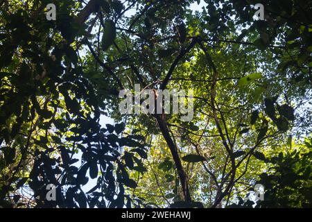 Ein kurioser Kapuzineraffe, getarnt in einem Dschungel-Baum, der an einem sonnigen Tag im tayrona-Nationalpark in die Kamera blickt Stockfoto