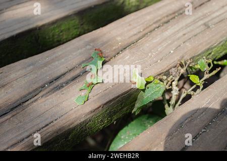 Nah an einer roten Riesenameise, die ein grünes Blatt über einem Holzboden im tropischen Dschungel schneidet Stockfoto