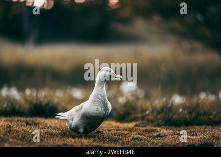 Eine wunderschöne Ente, die draußen auf Gras geht Stockfoto